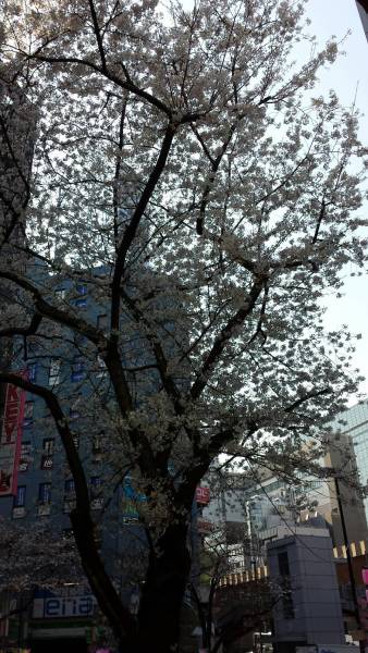 桜渋谷
